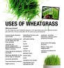 Wheatgrass - Cocodust - germination equipment - Seed Microgreen Smoothie